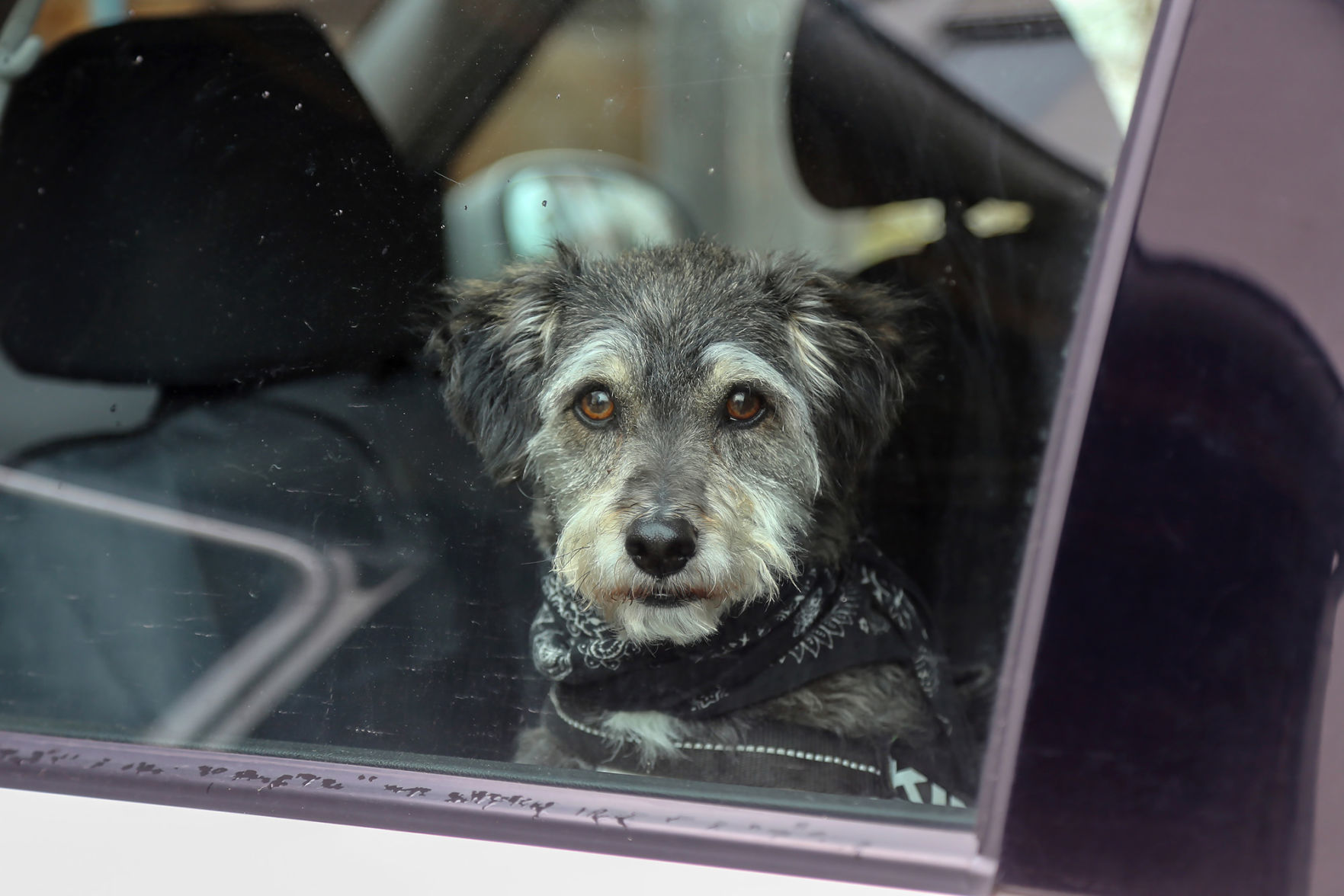 Don't leave your dog in a hot car